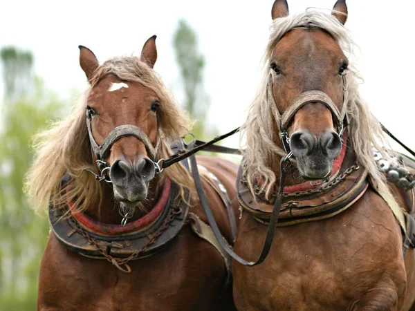 Deux Beaux Chevaux Harnais — Photo