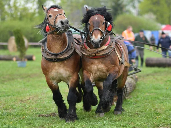 Dos Hermosos Caballos Arnés — Foto de Stock