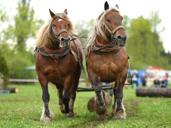 Två Vackra Hästar Sele — Stockfoto