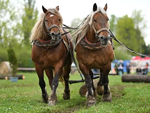 Två Vackra Hästar Sele — Stockfoto