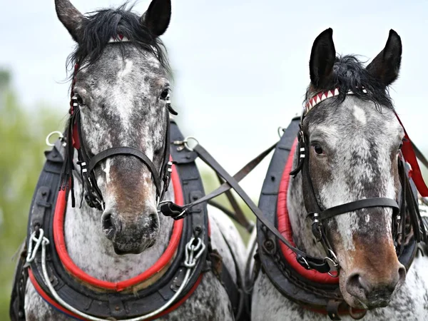 Dois Belos Cavalos Arnês — Fotografia de Stock