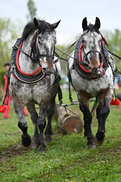 Dwa Piękne Konie Uprzęży — Zdjęcie stockowe