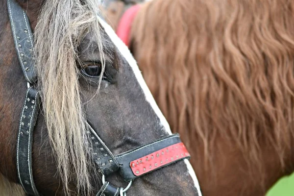 Close Retrato Bela Cabeça Cavalo — Fotografia de Stock