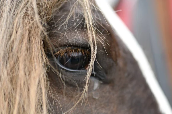 Close Retrato Bela Cabeça Cavalo — Fotografia de Stock