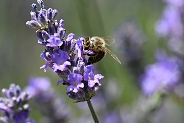 Пчела на лаванде — стоковое фото
