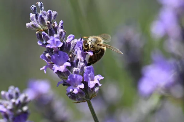 Bee op lavendel — Stockfoto