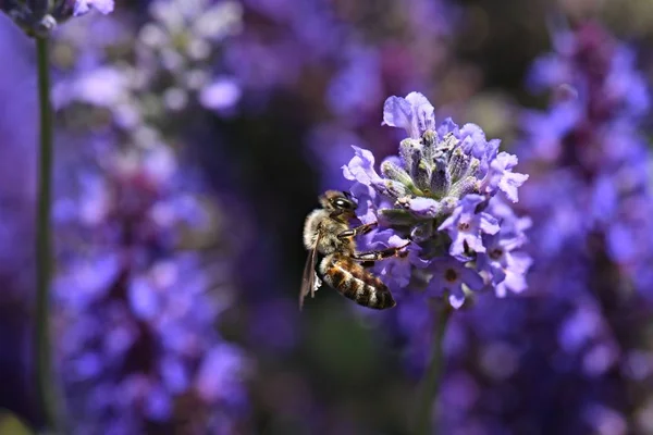 Méhek a levendula — Stock Fotó