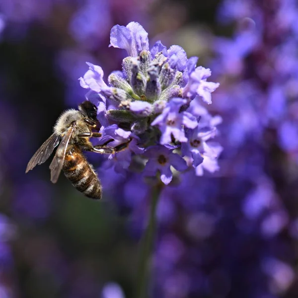 Bee op lavendel — Stockfoto