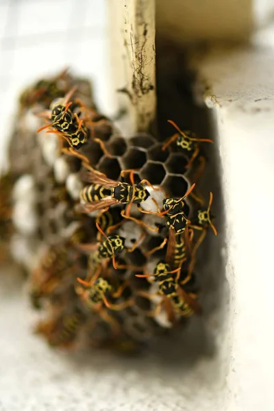 それの上に座ってハチとスズメバチの巣 — ストック写真