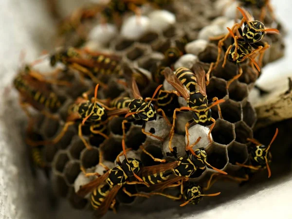 それの上に座ってハチとスズメバチの巣 — ストック写真
