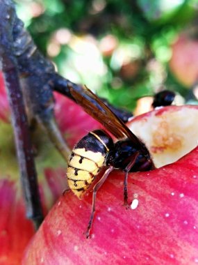 Wasp Kırmızı elma