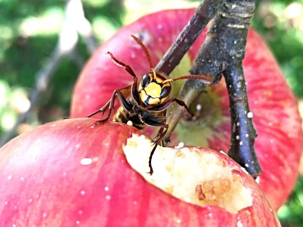 Vespa na maçã vermelha — Fotografia de Stock