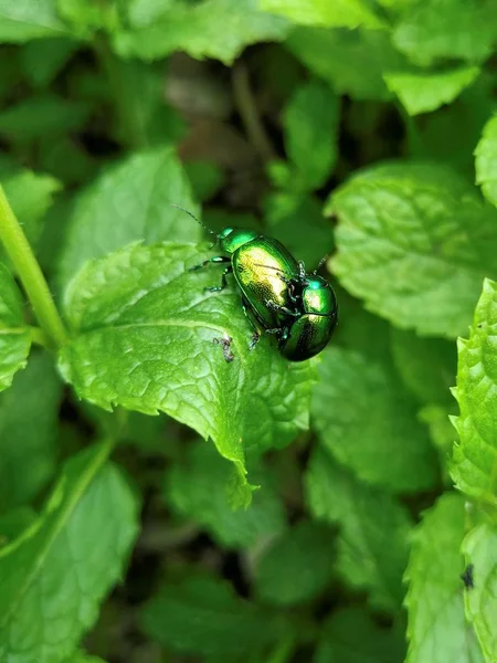 Насекомые Chrysolina Herbacea — стоковое фото