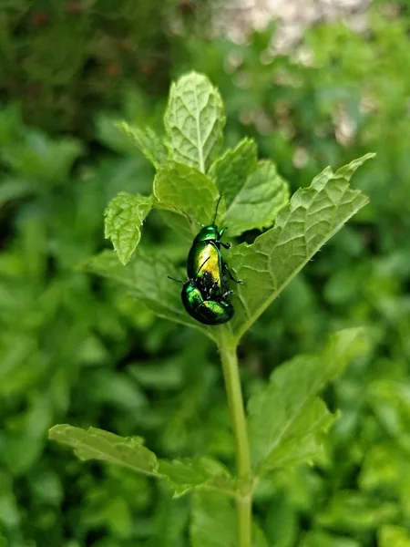 Insekter Chrysolina Herbacea Naturen – stockfoto