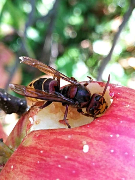 Wasp Kırmızı elma