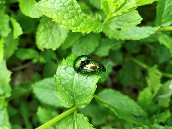 Chrysolina Herbacea Hmyz Přírodě — Stock fotografie
