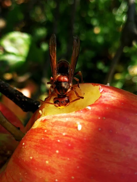Wasp Kırmızı elma