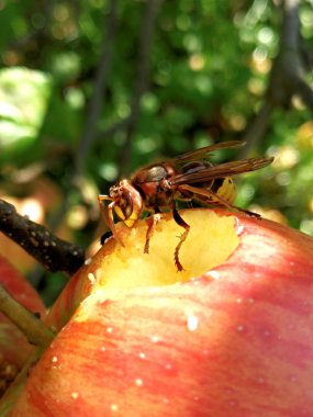 Wasp Kırmızı elma