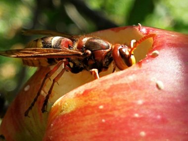 Wasp Kırmızı elma