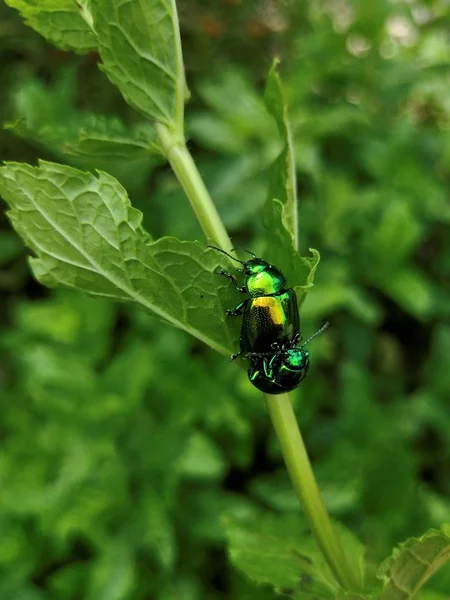 Chrysolina Herbacea Insetos Natureza — Fotografia de Stock