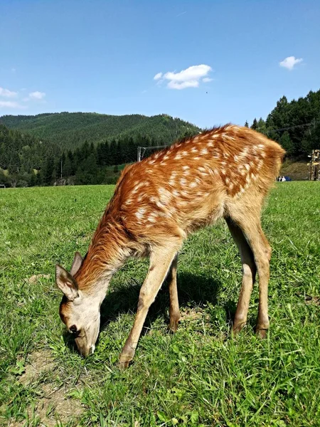 Young Deer Grazing Meadow — ストック写真