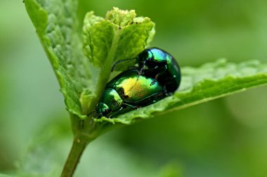 Doğadaki Chrysolina herbacea böcekleri