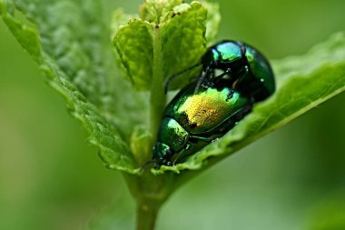 Doğadaki Chrysolina herbacea böcekleri