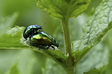 Doğadaki Chrysolina herbacea böcekleri