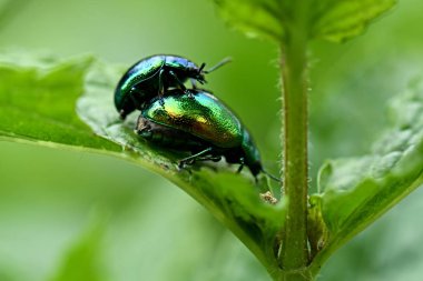 Doğadaki Chrysolina herbacea böcekleri
