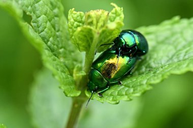 Doğadaki Chrysolina herbacea böcekleri