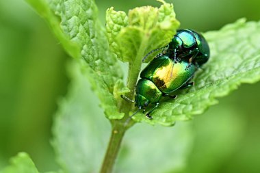 Doğadaki Chrysolina herbacea böcekleri