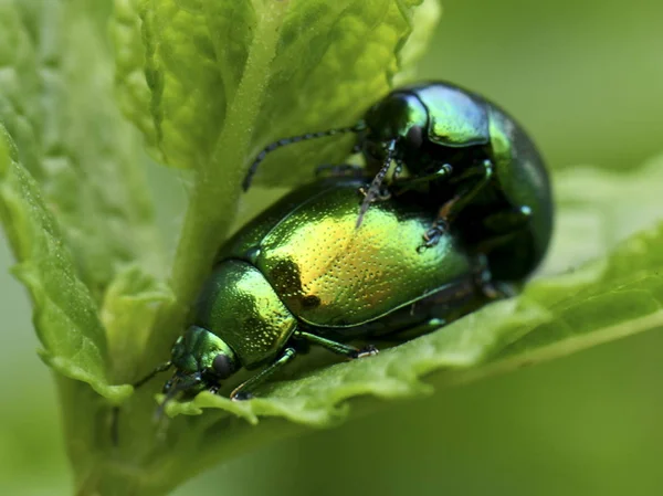 自然界中的菊科除草剂昆虫 — 图库照片