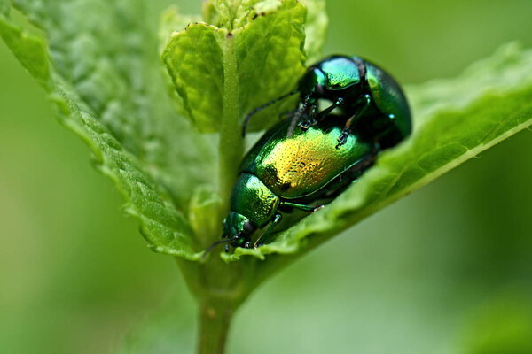 Chrysolina herbacea insects in nature