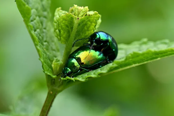 Chrysolina Ziołowe Owady Przyrodzie — Zdjęcie stockowe