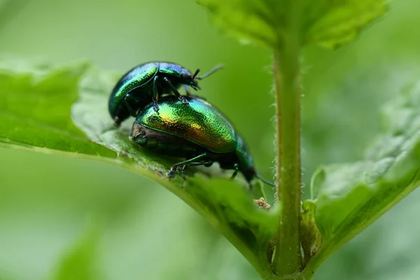 Chrysolina Herbacea Insetos Natureza — Fotografia de Stock