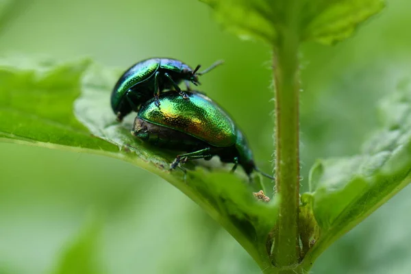 Chrysolina Herbacea Insecten Natuur — Stockfoto