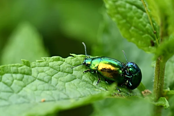 Chrysolina Herbacea Rovarok Természetben — Stock Fotó