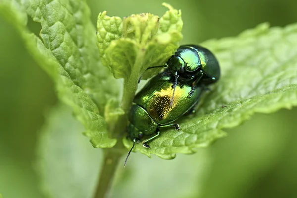 Chrysolina Herbacea Rovarok Természetben — Stock Fotó