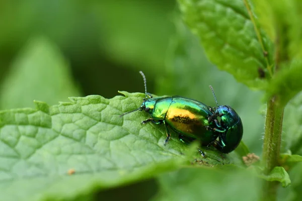 Chrysolina Herbacea Rovarok Természetben — Stock Fotó