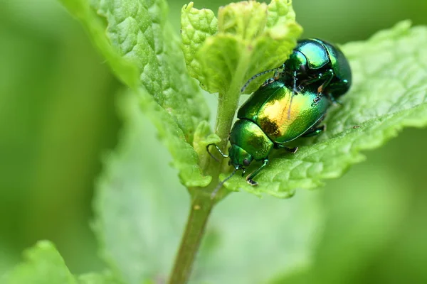 Insectes Chrysolina Herbacea Dans Nature — Photo