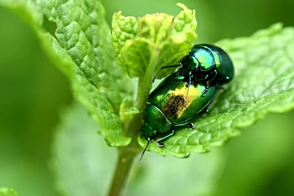 Chrysolina Herbacea Rovarok Természetben — Stock Fotó