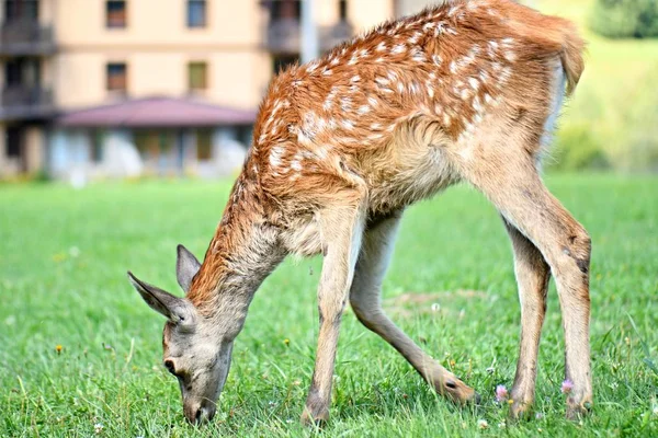 Young Deer Grazing Meadow — ストック写真