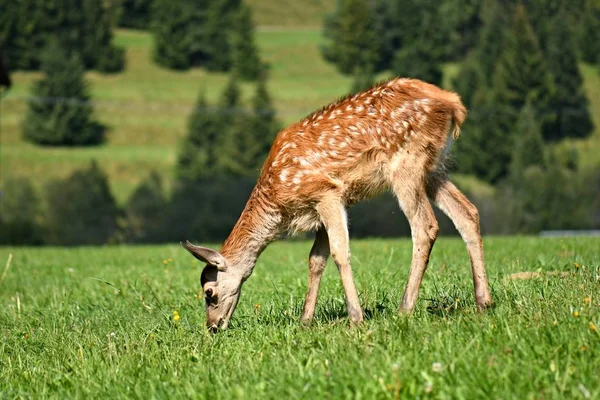 Young Deer Grazing Meadow — Stock Photo, Image