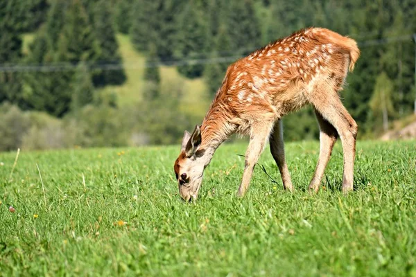 Young Deer Grazing Meadow — ストック写真