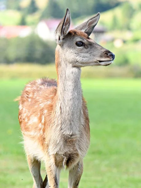 緑の草原の美しい若い鹿 — ストック写真