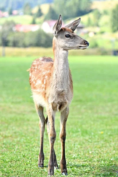 緑の草原の美しい若い鹿 — ストック写真