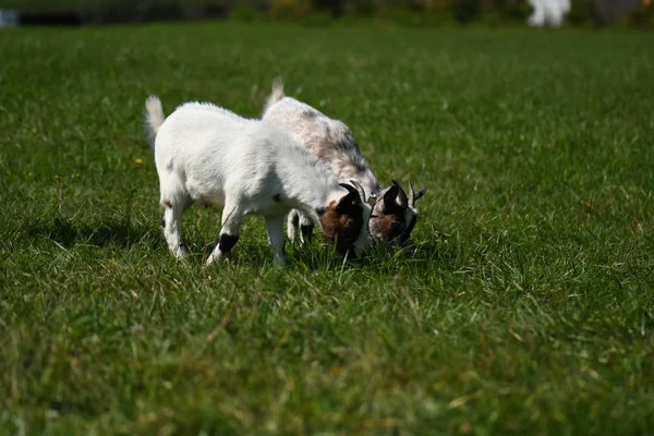 Young White Goat Green Meadow — Φωτογραφία Αρχείου