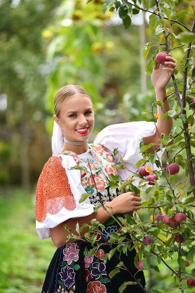 Vacker ung kvinna plockar mogna ekologiska äpplen i fruktträdgården — Stockfoto