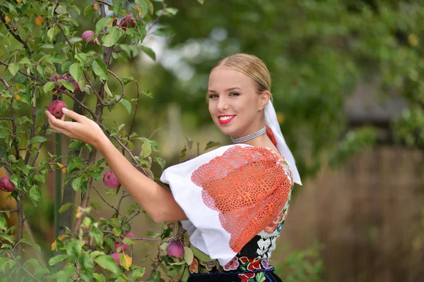 Mulher bonita pegando maçãs orgânicas maduras no pomar — Fotografia de Stock