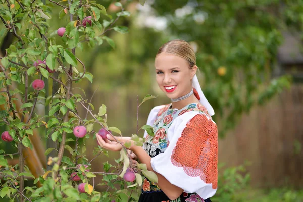 Красива молода жінка збирає стиглі органічні яблука в саду — стокове фото
